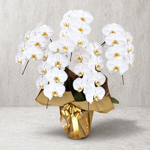 �v���`�i�Ӓ����@�i��^�^�C�v�@5f35w�j