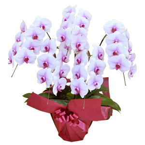 v`iӒ@ԃbvi^^Cv@5f35rwj