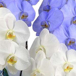 J[ӒuO x_[vi^^Cv 3f39lawj