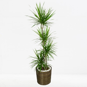 �ϗt�A�� �R���V���l�E�z���C�z���[ 8���� �i�o�X�P�b�g�j