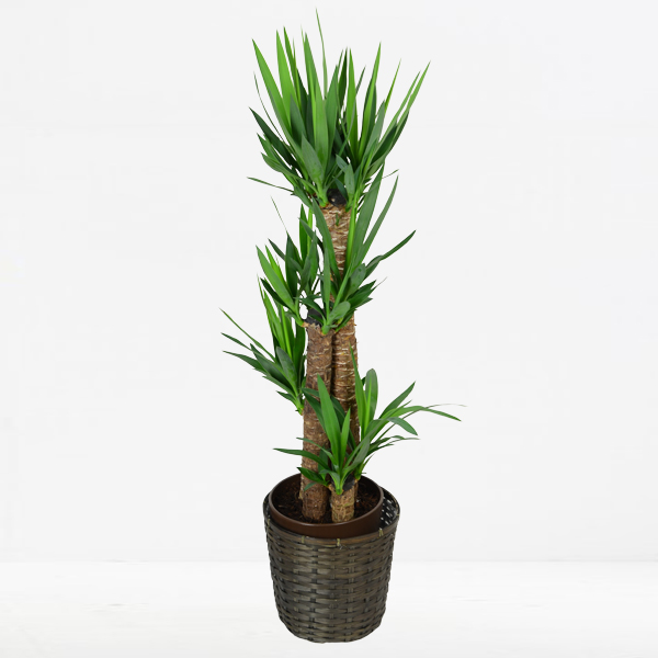 観葉植物　ユッカ　エレファンティペス 青年の木　４本植え　８号鉢 観葉植物 ユッカ エレファンティペス（青年の樹）8号鉢｜法人ギフト