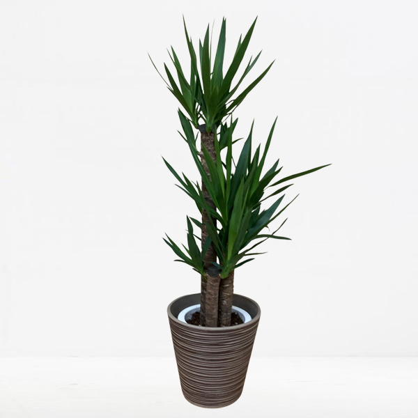 ユッカ エレファンティペス  特大　観葉植物 ユッカ エレファンティペス 4号 – 鉢人