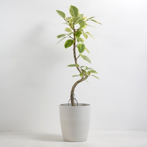 �ϗt�A�� �A���e�V�} 8�����i�V���G�b�g�|�b�g�E���j