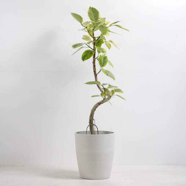 その他観葉植物 TOSHI 観葉植物 アルテシマ 8号鉢（シュエットポット・白）｜法人ギフトなら