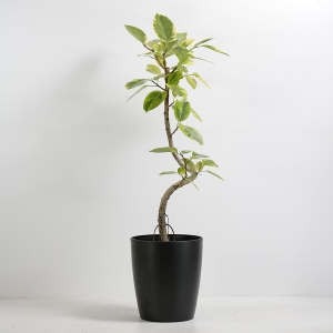 �ϗt�A�� �A���e�V�} 8�����i�V���G�b�g�|�b�g�E���j