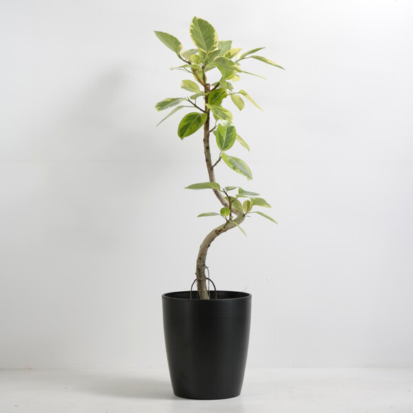 観葉植物 アルテシマ 8号鉢（シュエットポット・黒）｜法人ギフトなら