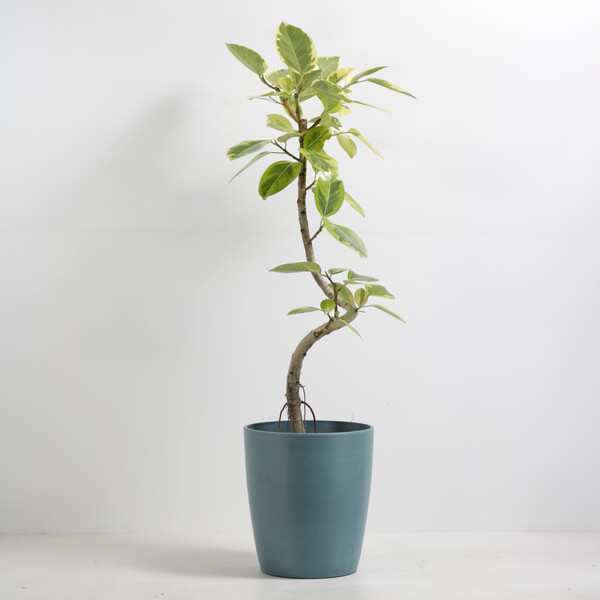 観葉植物 アルテシマ 8号鉢（シュエットポット・青）｜法人ギフトなら