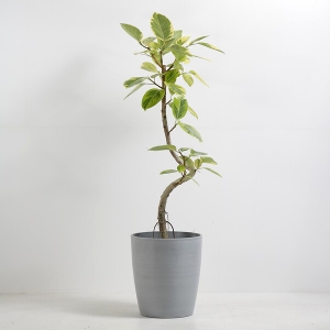 �ϗt�A�� �A���e�V�} 8�����i�V���G�b�g�|�b�g�E�O���[�j