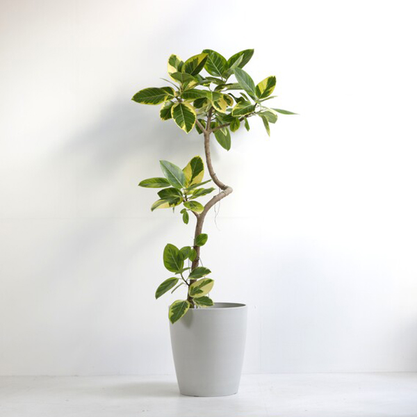観葉植物 アルテシマ 10号鉢（シュエットポット・白）｜法人ギフトなら