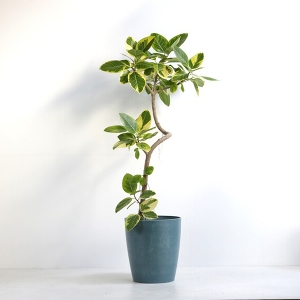 �ϗt�A�� �A���e�V�} 10�����i�V���G�b�g�|�b�g�E�j