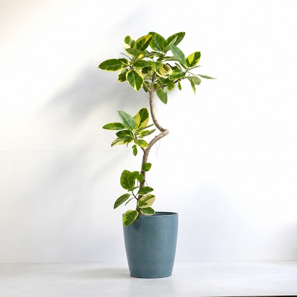 観葉植物 アルテシマ 10号鉢（シュエットポット・青）｜お祝いの観葉