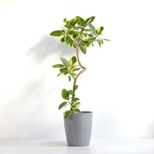 �ϗt�A�� �A���e�V�} 10�����i�V���G�b�g�|�b�g�E�O���[�j