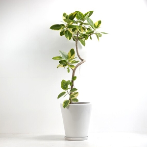 �ϗt�A�� �A���e�V�} 10�����i����j