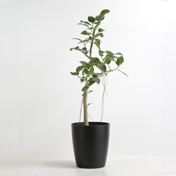 2月限定特価☆【現品】ベンガレンシス 太幹 ８号 陶器ポット 観葉植物 ベンガレンシス 8号鉢（シュエットポット・黒）｜法人ギフト