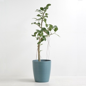 �ϗt�A�� �x���K�����V�X 8�����i�V���G�b�g�|�b�g�E�j