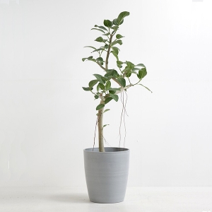 �ϗt�A�� �x���K�����V�X 8�����i�V���G�b�g�|�b�g�E�O���[�j