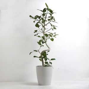 �ϗt�A�� �x���K�����V�X 10�����i�V���G�b�g�|�b�g�E���j