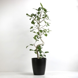 �ϗt�A�� �x���K�����V�X 10�����i�V���G�b�g�|�b�g�E���j