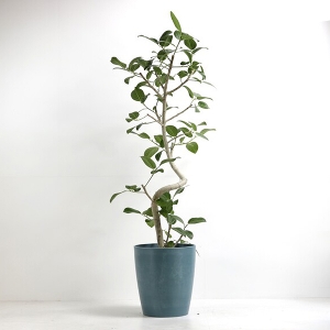 �ϗt�A�� �x���K�����V�X 10�����i�V���G�b�g�|�b�g�E�j