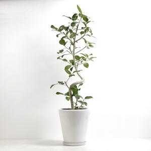 �ϗt�A�� �x���K�����V�X 10�����i����j