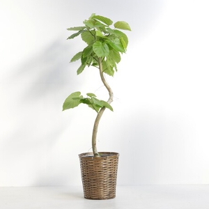 �ϗt�A�� �t�B�J�X�E�E���x���[�^ 8�����i�o�X�P�b�g�j