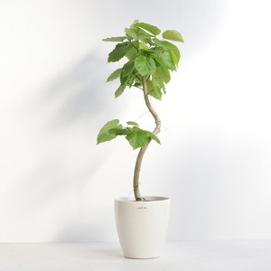 �ϗt�A�� �t�B�J�X�E�E���x���[�^ 8�����i���X�^�[�|�b�g�j