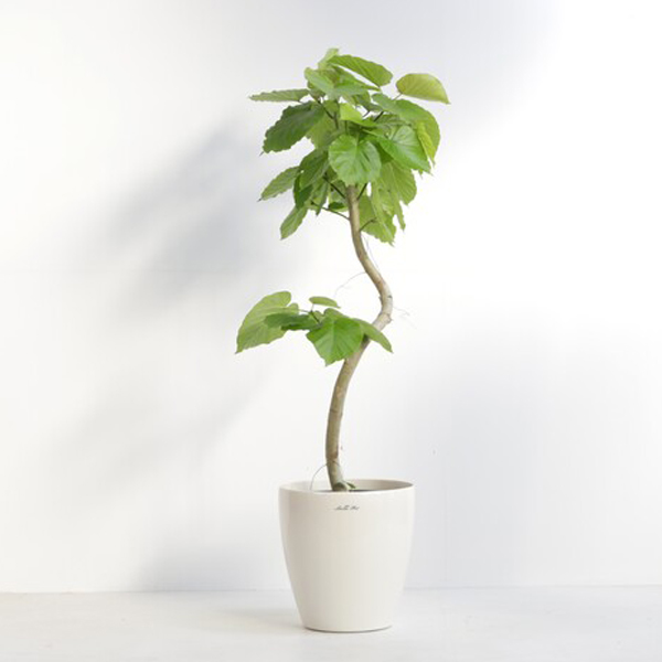 観葉植物 フィカス・ウンベラータ 8号鉢（ラスターポット）｜法人