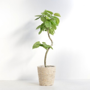 �ϗt�A�� �t�B�J�X�E�E���x���[�^ 8�����i���o�X�P�b�g�j