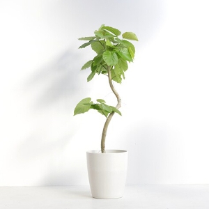 �ϗt�A�� �t�B�J�X�E�E���x���[�^ 8�����i�V���G�b�g�|�b�g�E���j