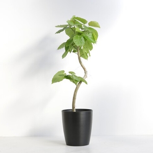 �ϗt�A�� �t�B�J�X�E�E���x���[�^ 8�����i�V���G�b�g�|�b�g�E���j