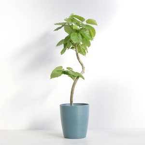 �ϗt�A�� �t�B�J�X�E�E���x���[�^ 8�����i�V���G�b�g�|�b�g�E�j