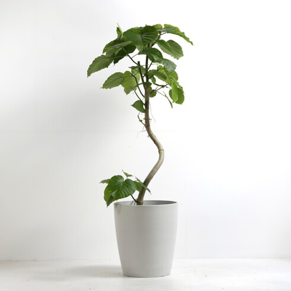 観葉植物 フィカス・ウンベラータ 10号鉢（シュエットポット・白