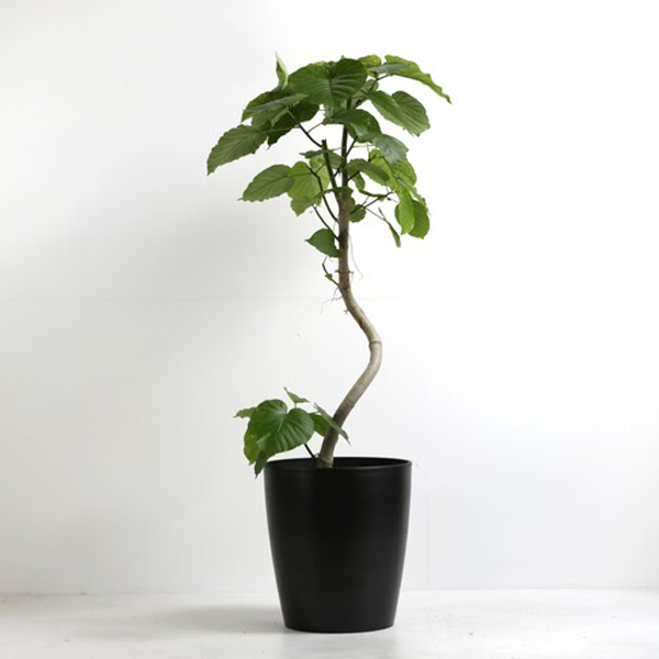 観葉植物　フィカス・ウンベラータ　高さ55cm　おしゃれな鉢付き フィカス ウンベラータ 観葉植物 10号 大型 ナチュラル鉢カバー付き