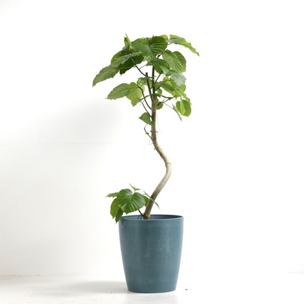 ウンベラータ　特大　160cm 10号鉢 観葉植物 フィカス・ウンベラータ 10号鉢（シュエットポット・青