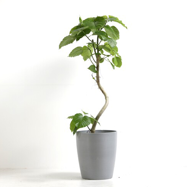 観葉植物　フィカス・ウンベラータ　高さ55cm　おしゃれな鉢付き 観葉植物 フィカス・ウンベラータ 10号鉢（シュエットポット・ライト