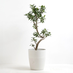 �ϗt�A�� �t�����X�S���̖� 8�����i�V���G�b�g�|�b�g�E���j