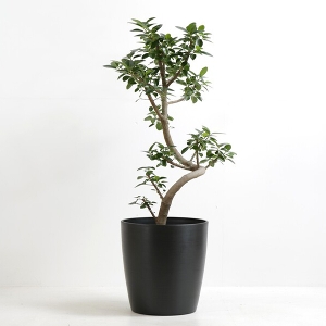 �ϗt�A�� �t�����X�S���̖� 8�����i�V���G�b�g�|�b�g�E���j