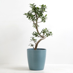 �ϗt�A�� �t�����X�S���̖� 8�����i�V���G�b�g�|�b�g�E�j