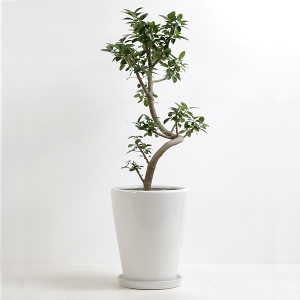 �ϗt�A�� �t�����X�S���̖� 8�����i����j