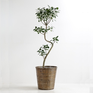 �ϗt�A�� �t�����X�S���̖� 10�����i�o�X�P�b�g�j