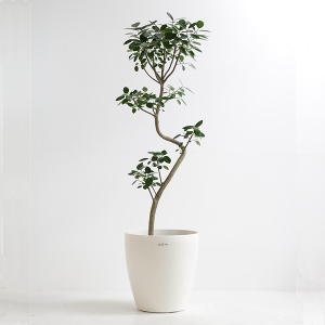 �ϗt�A�� �t�����X�S���̖� 10�����i���X�^�[�|�b�g�j