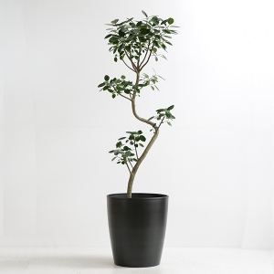 �ϗt�A�� �t�����X�S���̖� 10�����i�V���G�b�g�|�b�g�E���j