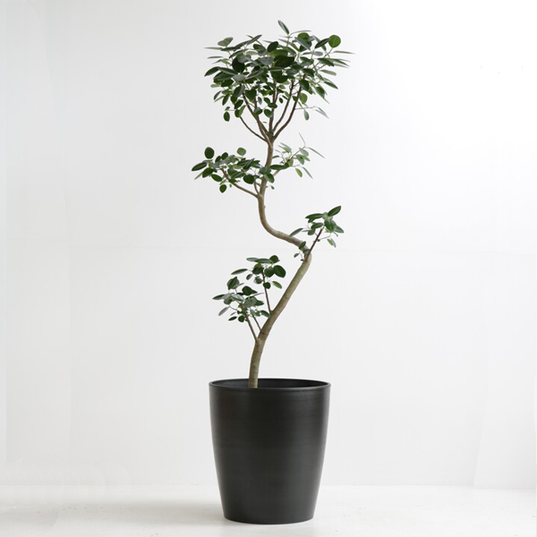 人工観葉植物 約150cm 黒ポット 人工観葉植物 約150cm 黒ポット