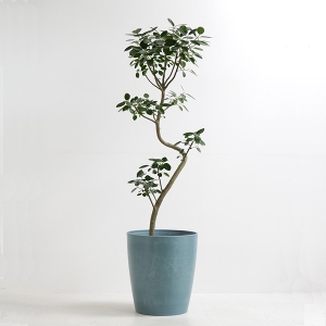 �ϗt�A�� �t�����X�S���̖� 10�����i�V���G�b�g�|�b�g�E�j