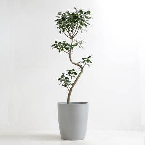 �ϗt�A�� �t�����X�S���̖� 10�����i�V���G�b�g�|�b�g�E�O���[�j