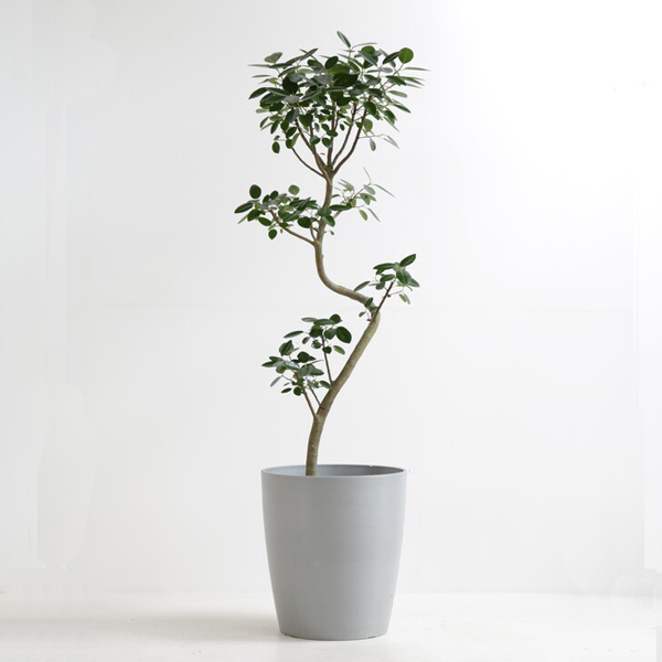 観葉植物 フランスゴムの木 10号鉢（シュエットポット・ライトグレー