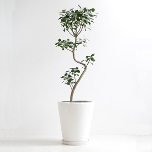 �ϗt�A�� �t�����X�S���̖� 10�����i����j