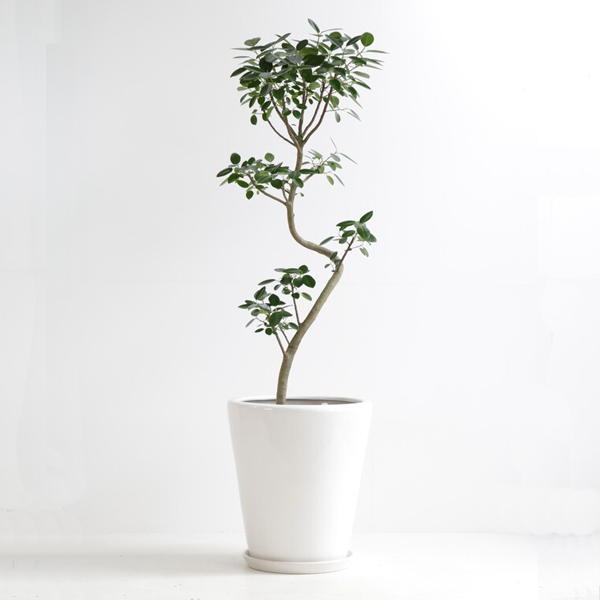 観葉植物 フランスゴム 観葉植物 フランスゴムの木 10号鉢（陶器）｜法人ギフトなら花秘書
