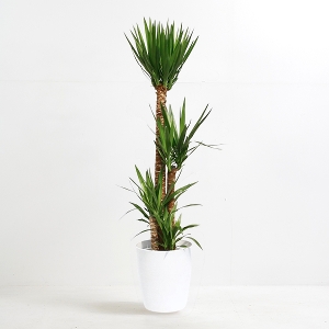 観葉植物 ユッカ エレファンティペス（青年の樹）10号鉢｜法人ギフト