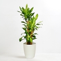 �ϗt�A�� �h���Z�i �}�b�T���Q�A�i�i�K���̖؁j8�����i�V���G�b�g�|�b�g�E���j